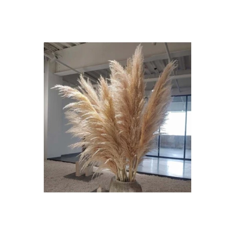 Pampas Pluim XXL - +200cm