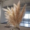 Pampas Pluim XXL - +200cm