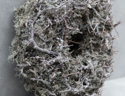Krans - Bonsai - Grey Moss - Thick - 30 cm